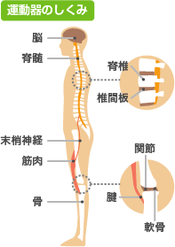 運動器の仕組み