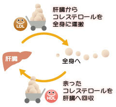 LDLコレステロールの働き