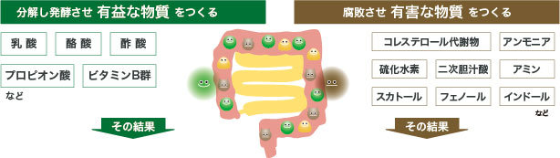 善玉菌は有益な物質をつくり、悪玉菌は有害な物質をつくる