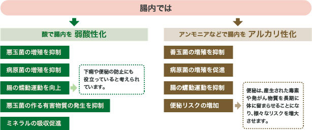 善玉菌は酸で腸内を弱酸性化し悪玉菌はアンモニアなどで腸内をアルカリ性化する