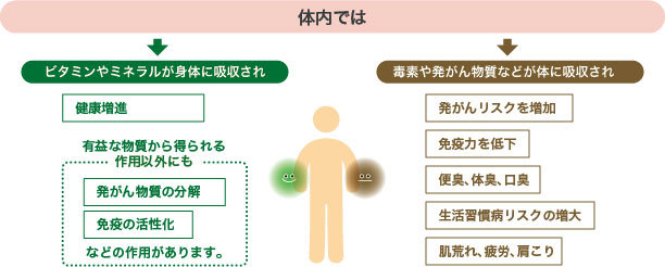 善玉菌の働きでビタミンやミネラルが体に吸収、悪玉菌の働きで毒素や発がん物質などが体に吸収される