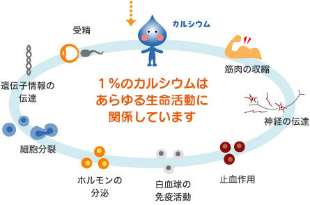 1%のカルシウムはあらゆる生命活動に関係しています