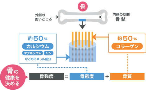 骨の仕組みと骨の健康を決める骨密度＋骨質＝骨強度