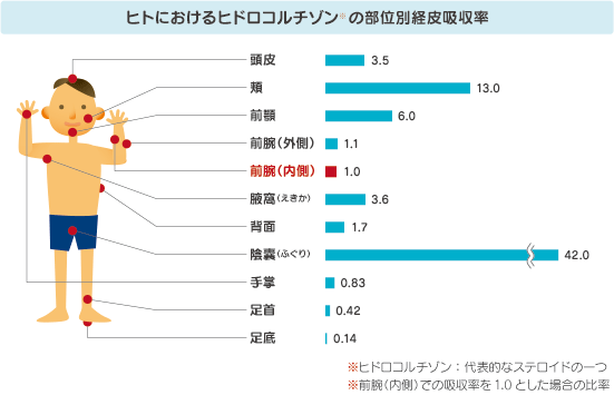 ヒトにおけるヒドロコルヂゾンの部位別経皮吸収率