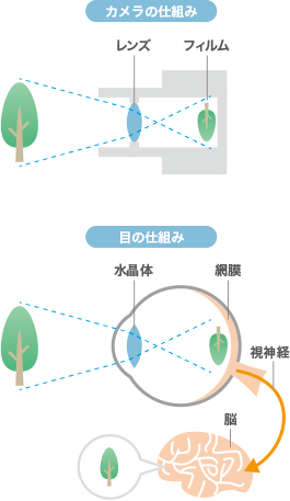 カメラの仕組みと目の仕組み