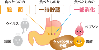 胃の構造と働き