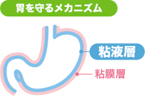 胃を守るメカニズム