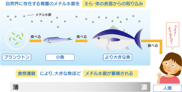 食物連鎖により、大きな魚ほどメチル水銀が蓄積される