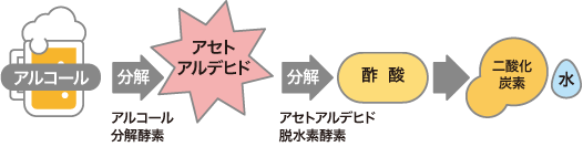 アルコールの代謝の仕組み