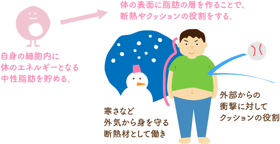 白色脂肪細胞のその他の嬉しい働き