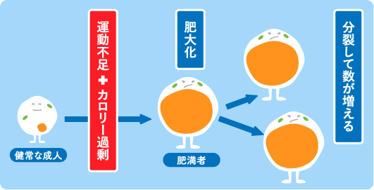 白色脂肪細胞の肥大化と分裂