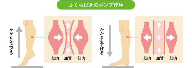 ふくらはぎのポンプ作用