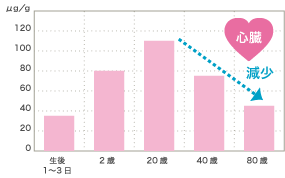 ミトコンドリアサイクル