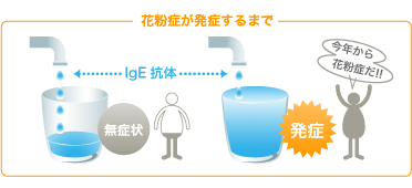 花粉症が発症するまで