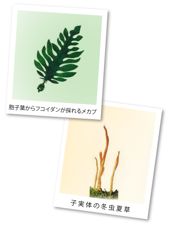 フコイダンと冬虫夏草